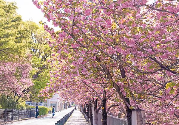 陽春の遅咲き八重桜めぐりとイチゴ狩り1パックお土産付と白壁の商家レストランで花かごランチ3